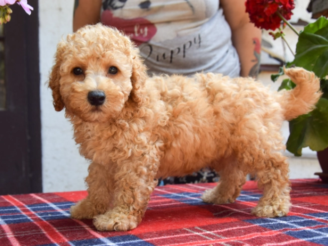 Maltipoo Welpe kaufen