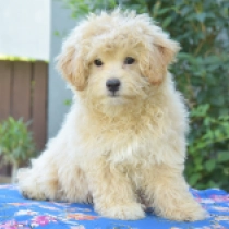 Lisa, golden Maltipoo for sale