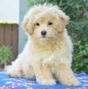 Maltipoo puppy for sale