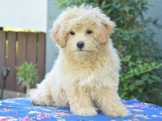 Maltipoo puppy for sale