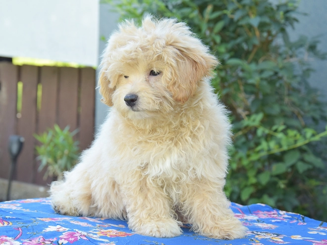 Maltipoo puppy for sale