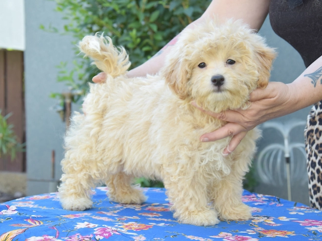 Maltipoo puppy for sale