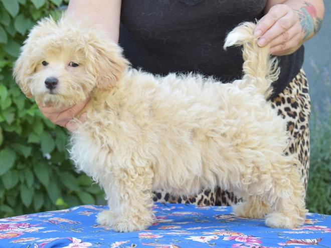 Maltipoo puppy for sale