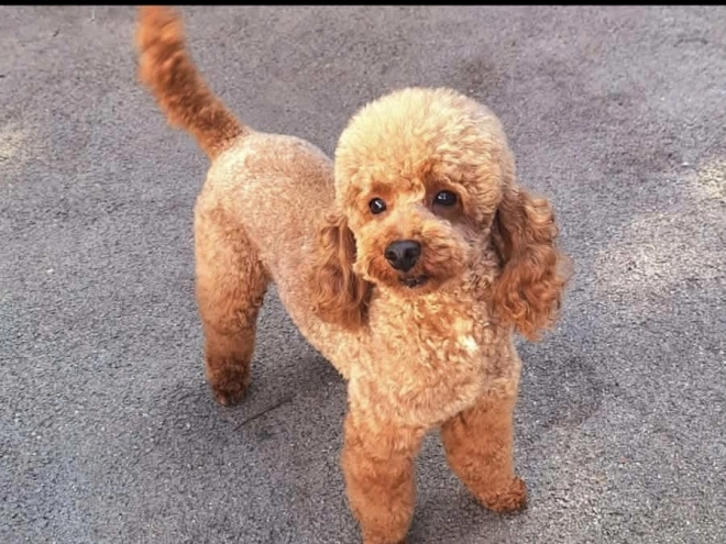 Maltipoo puppy for sale