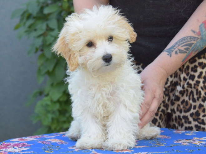 Maltipoo puppy for sale