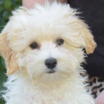Sarah, golden Maltipoo for sale