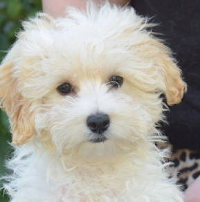 Maltipoo puppy for sale