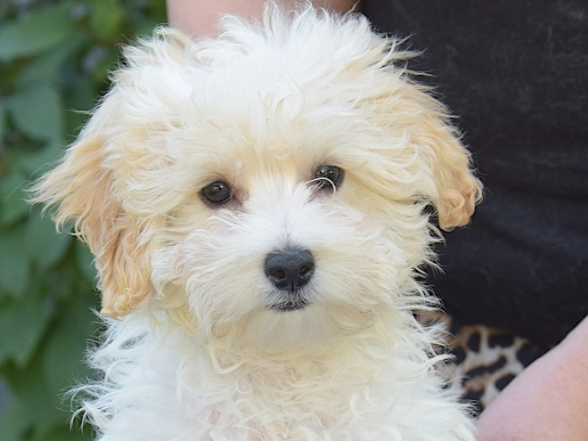 Maltipoo puppy for sale
