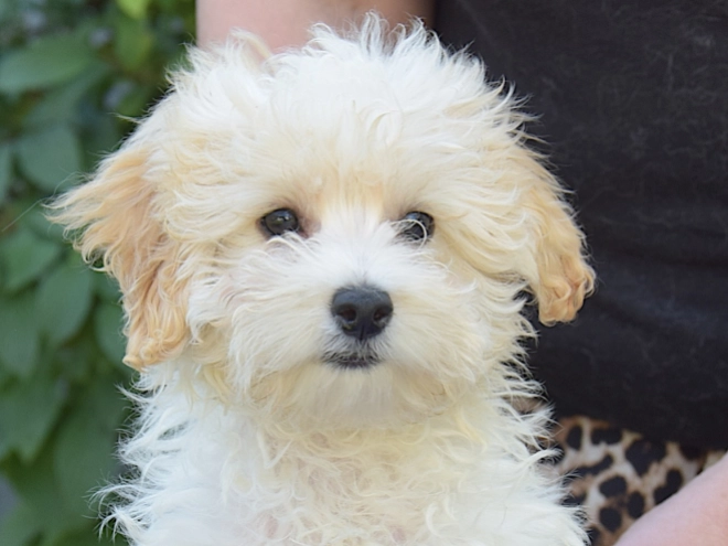 Maltipoo puppy for sale