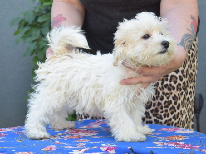 Maltipoo puppy for sale