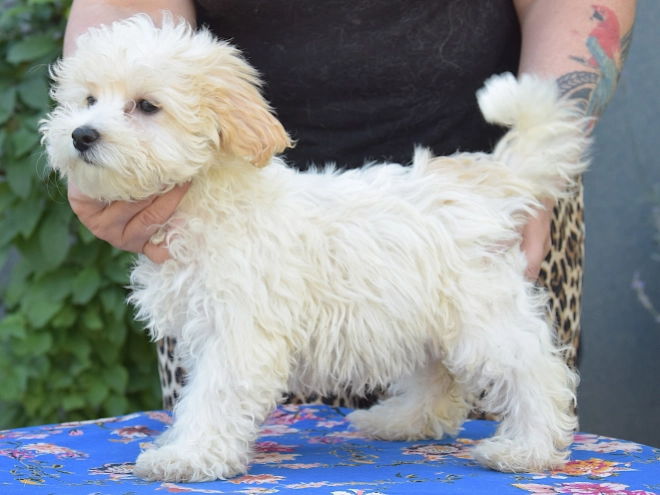 Maltipoo puppy for sale