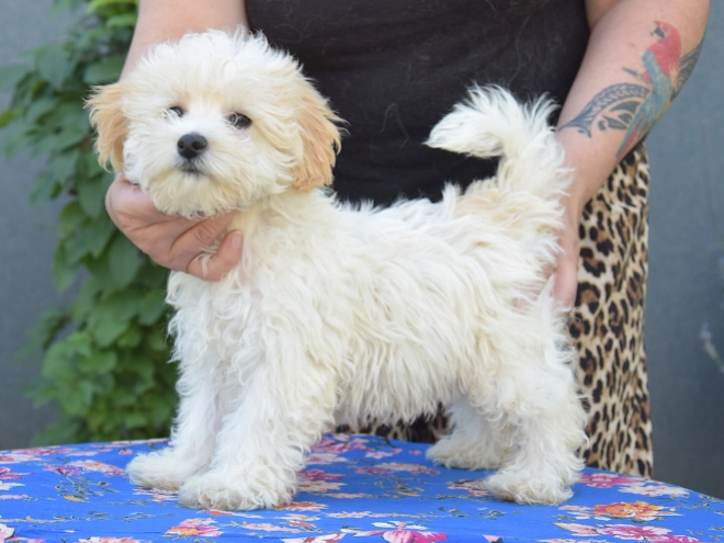 Maltipoo puppy for sale