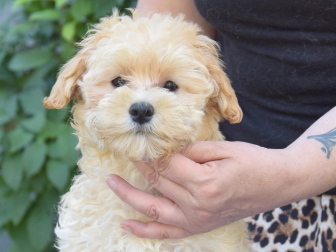 Maltipoo puppy for sale
