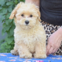 Lloyd, golden Maltipoo for sale
