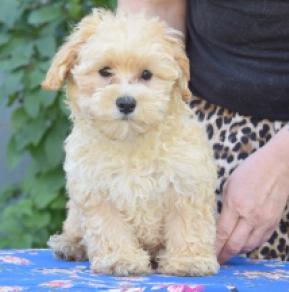 Maltipoo puppy for sale