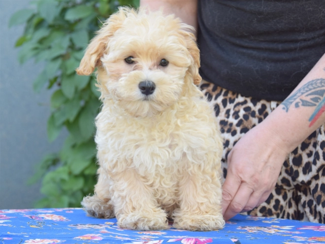 Maltipoo puppy for sale