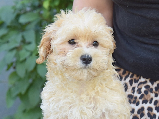 Maltipoo puppy for sale