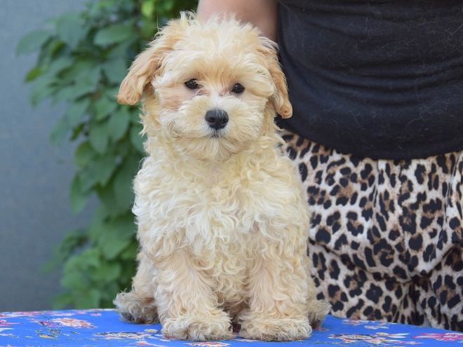Maltipoo puppy for sale