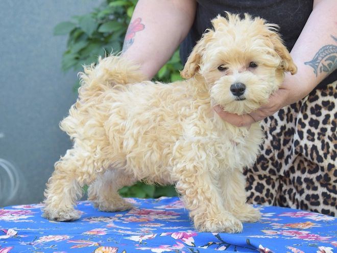 Maltipoo puppy for sale
