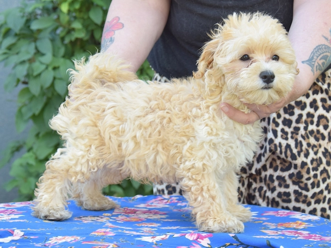 Maltipoo puppy for sale