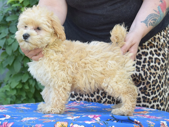 Maltipoo puppy for sale
