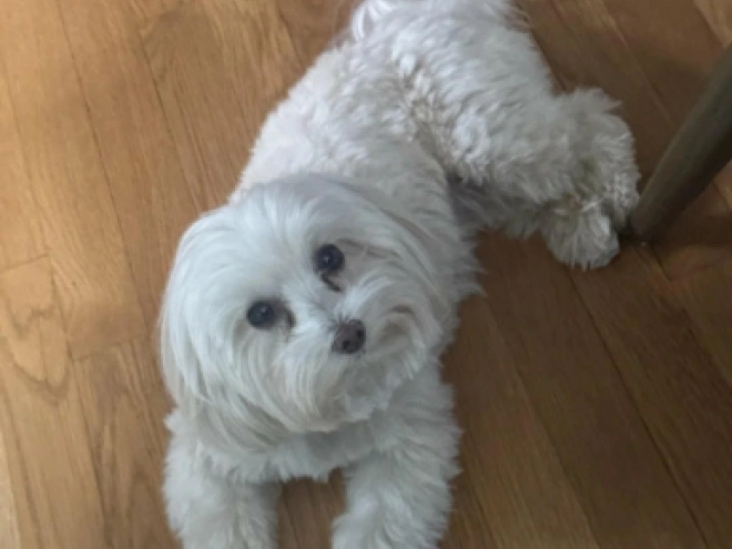 Maltipoo puppy for sale