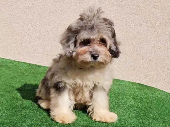 Maltipoo puppy for sale