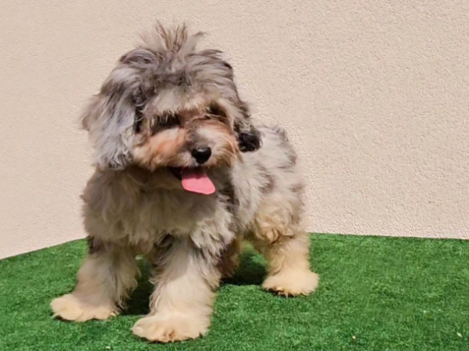 Maltipoo puppy for sale