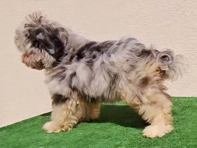 Maltipoo puppy for sale