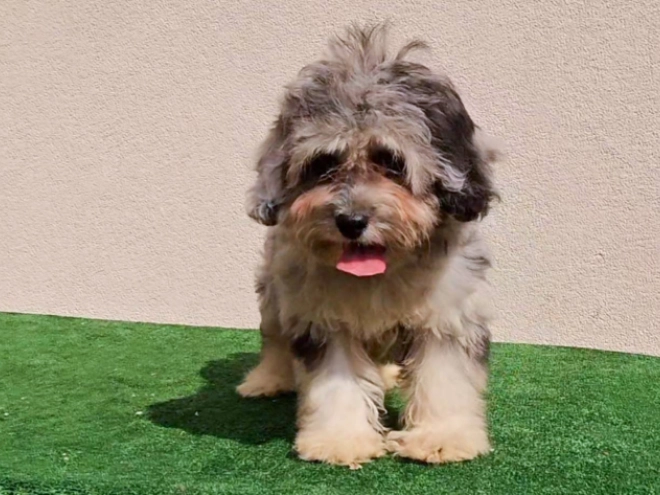 Maltipoo puppy for sale
