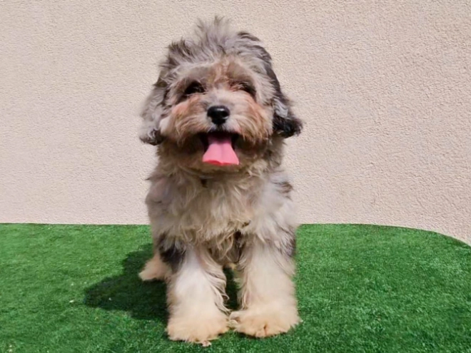 Maltipoo puppy for sale
