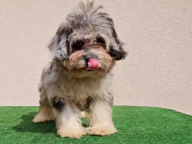 Maltipoo puppy for sale
