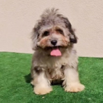 Marilyn, merle Maltipoo for sale