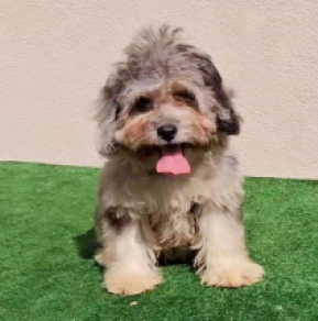 Maltipoo puppy for sale