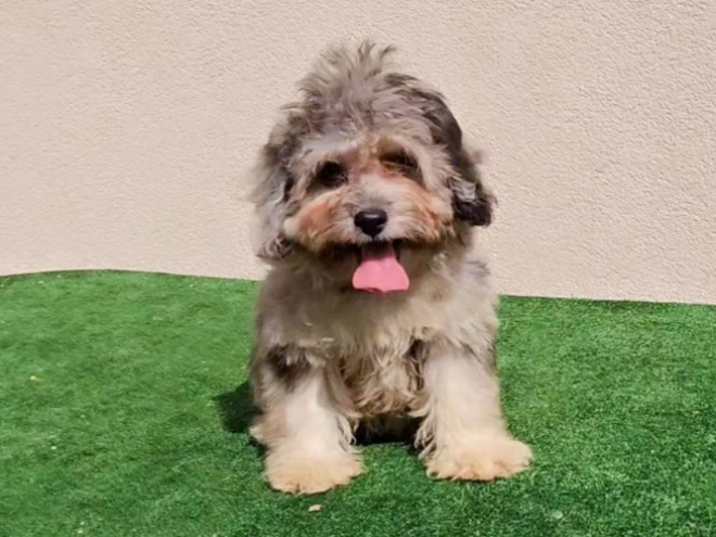 Maltipoo puppy for sale