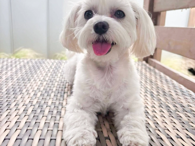 Maltipoo puppy for sale