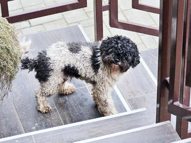 Maltipoo puppy for sale