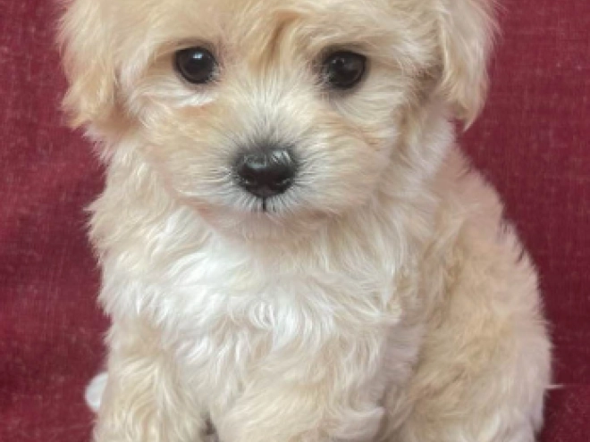 Maltipoo Welpe kaufen