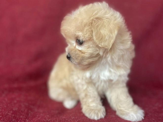 Maltipoo Welpe kaufen