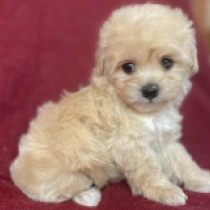 Ily, golden Maltipoo Welpen kaufen