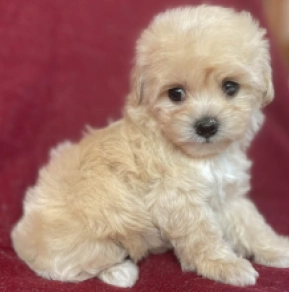Maltipoo Welpe kaufen