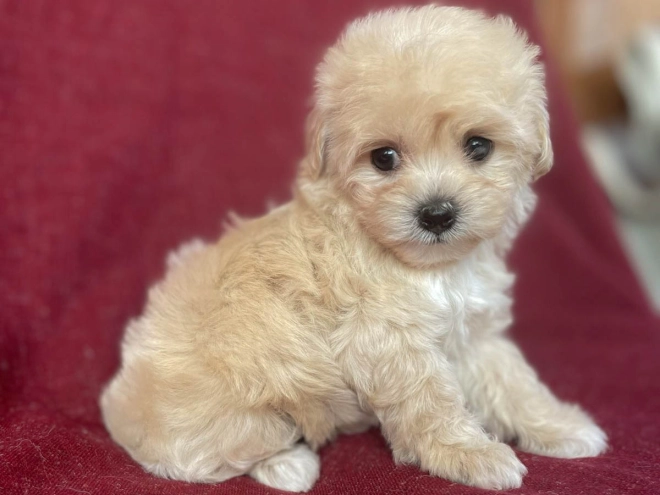 Maltipoo Welpe kaufen