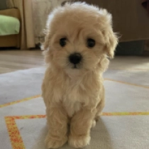 Rai, golden Maltipoo Welpen kaufen