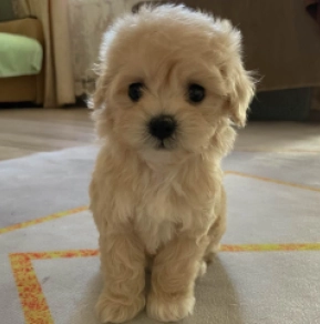 Maltipoo Welpe kaufen