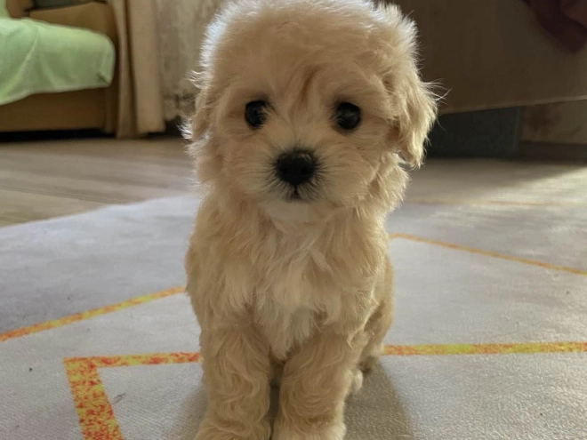 Maltipoo Welpe kaufen