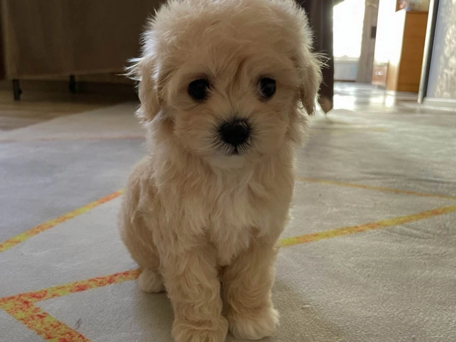 Maltipoo Welpe kaufen