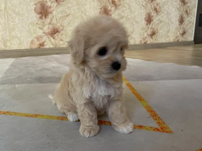 Maltipoo Welpe kaufen