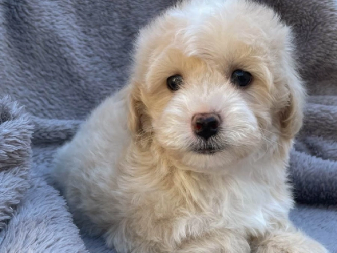 Maltipoo Welpe kaufen