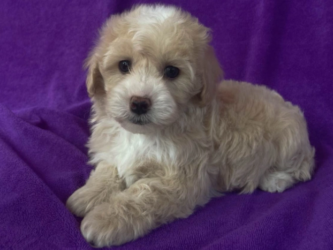 Maltipoo Welpe kaufen