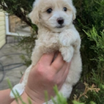 Shev, golden Maltipoo Welpen kaufen